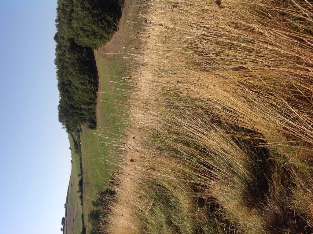 campagna-molise