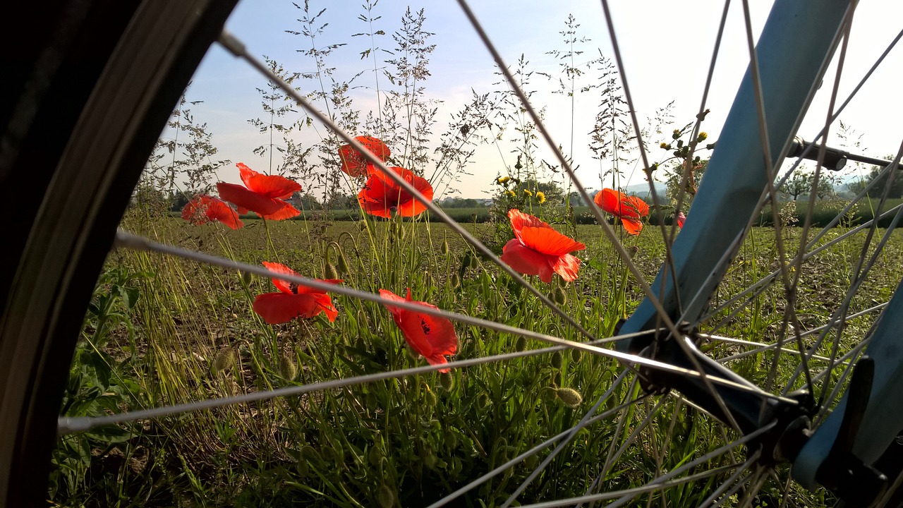 Festa di San Martino a Santarcangelo di Romagna. Io vado in bici